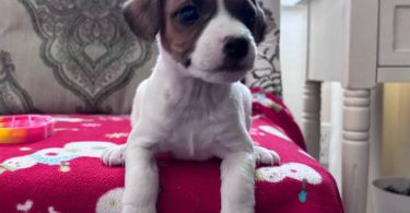 Stunning tri-color Jack Russell puppies for sale