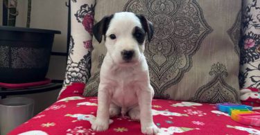 Stunning tri-color Jack Russell puppies for sale