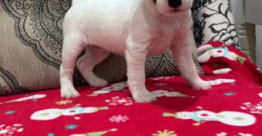 Stunning tri-color Jack Russell puppies for sale