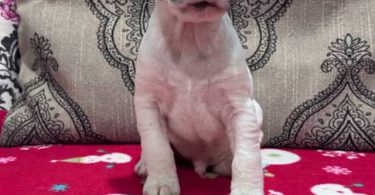 Stunning tri-color Jack Russell puppies for sale