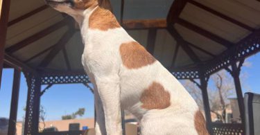 Stunning tri-color Jack Russell puppies for sale
