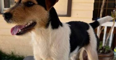 Stunning tri-color Jack Russell puppies for sale