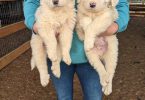 4 purebred Great Pyrenees puppies