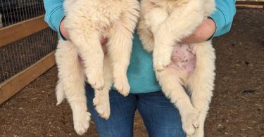 4 purebred Great Pyrenees puppies