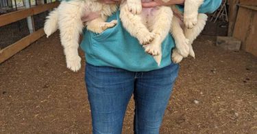 4 purebred Great Pyrenees puppies
