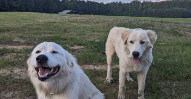 4 purebred Great Pyrenees puppies