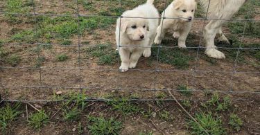 4 purebred Great Pyrenees puppies