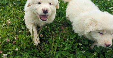 4 purebred Great Pyrenees puppies