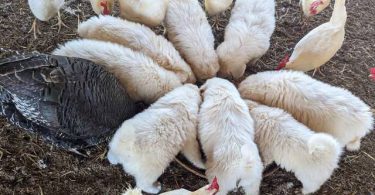 4 purebred Great Pyrenees puppies