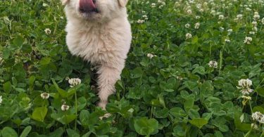4 purebred Great Pyrenees puppies