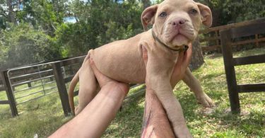 Extra-large bully puppies for sale