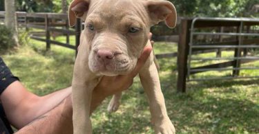 Extra-large bully puppies for sale