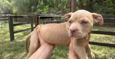 Extra-large bully puppies for sale