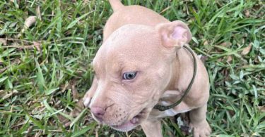 Extra-large bully puppies for sale
