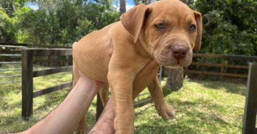 Extra-large bully puppies for sale