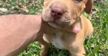 Extra-large bully puppies for sale