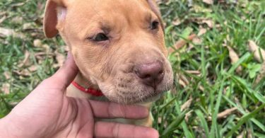 Extra-large bully puppies for sale