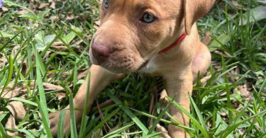 Extra-large bully puppies for sale
