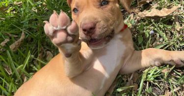 Extra-large bully puppies for sale