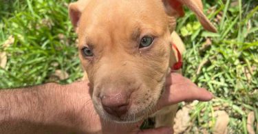 Extra-large bully puppies for sale