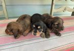 Gorgeous mini dachshund puppies