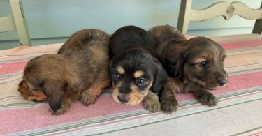 Gorgeous mini dachshund puppies