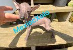 Mexican hairless Xolo puppies