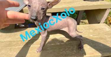 Mexican hairless Xolo puppies