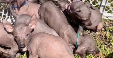 Mexican hairless Xolo puppies