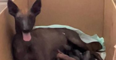 Mexican hairless Xolo puppies