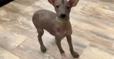 Mexican hairless Xolo puppies