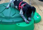 11-week-old Female German Shorthair Pointer puppy