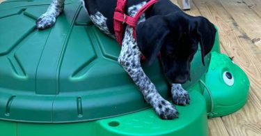 11-week-old Female German Shorthair Pointer puppy