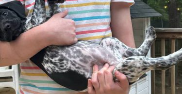 11-week-old Female German Shorthair Pointer puppy