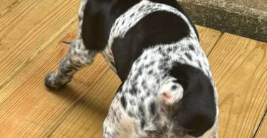11-week-old Female German Shorthair Pointer puppy