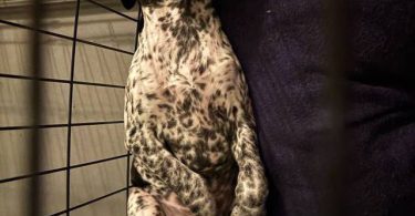 11-week-old Female German Shorthair Pointer puppy
