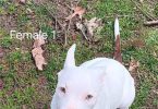 3 playful pitbull puppies