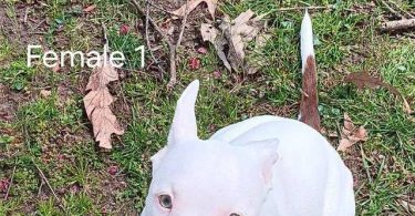 3 playful pitbull puppies
