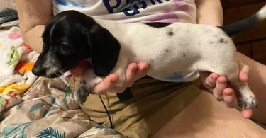 5 Chiweenie puppies looking for home