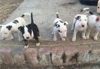 Bull Terrier Puppies Available