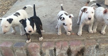 Bull Terrier Puppies Available
