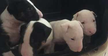 Bull Terrier Puppies Available