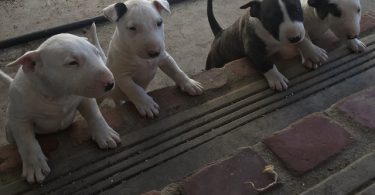 Bull Terrier Puppies Available