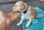 AKC limited Poodle puppies for sale