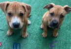 Pit bull mix puppies