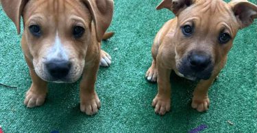 Pit bull mix puppies