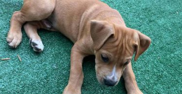 Pit bull mix puppies