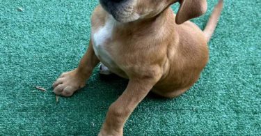Pit bull mix puppies