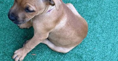 Pit bull mix puppies