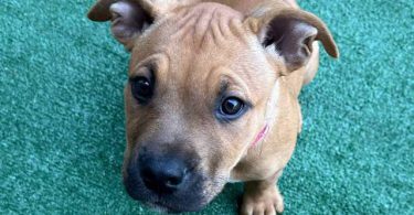 Pit bull mix puppies